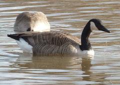 Branta canadensis