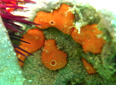 Didemnum pseudofulgens