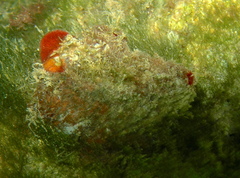 Microcosmus polymorphus