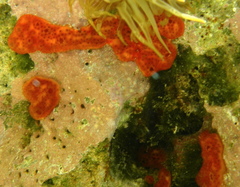 Polysyncraton lacazei