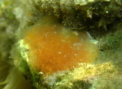Pseudodistoma cyrnusense