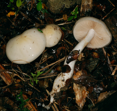 Cortinarius olorinatus