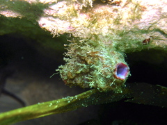 Pyura dura