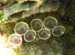 Tarantinaea lignaria