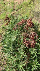 Eriogonum arborescens