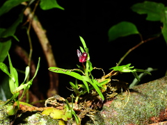 Maxillaria ponerantha