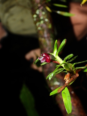 Maxillaria ponerantha