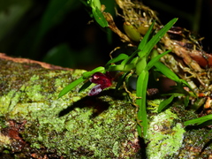 Maxillaria ponerantha