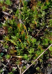 Tortula subulata