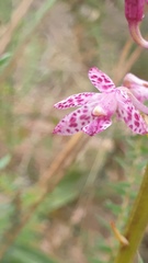 Dipodium campanulatum