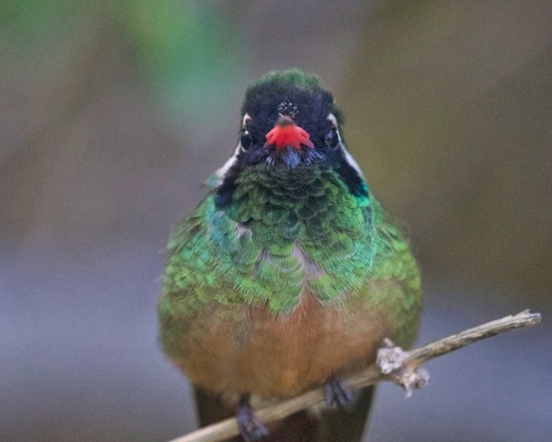 Xantus's Hummingbird (Basilinna xantusii), photo 6