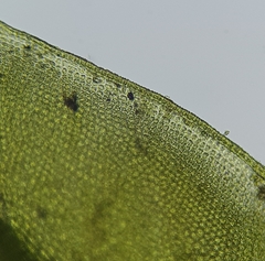 Tortula subulata