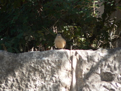 Emberiza capensis basutoensis