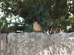 Emberiza capensis basutoensis