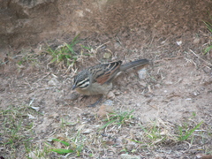 Emberiza capensis basutoensis