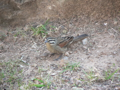 Emberiza capensis basutoensis