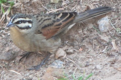 Emberiza capensis basutoensis