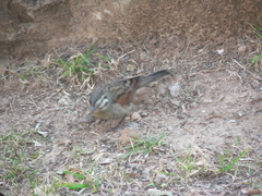 Emberiza capensis basutoensis