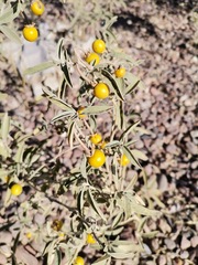 Solanum elaeagnifolium