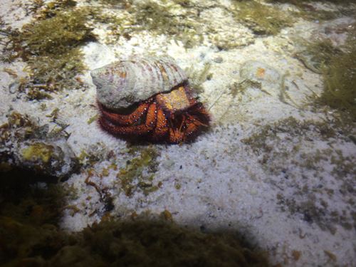 Dardanus megistos