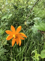 Cosmos sulphureus