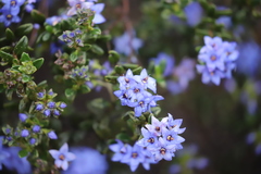 Halgania andromedifolia