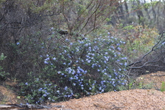 Halgania andromedifolia