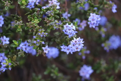 Halgania andromedifolia