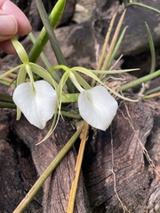 Brassavola