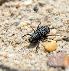 Acantholophus echinatus