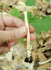 Amanita solaniolens