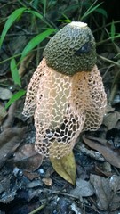 Phallus haitangensis
