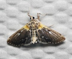 Apilocrocis