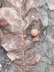 Cynips quercusfolii
