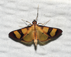 Phostria