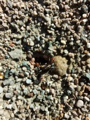 Pogonomyrmex rugosus