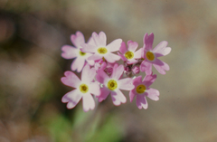 Primula egaliksensis