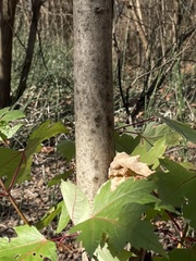 Acer saccharinum