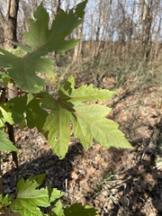 Acer saccharinum