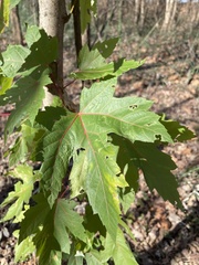 Acer saccharinum
