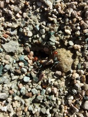 Pogonomyrmex rugosus