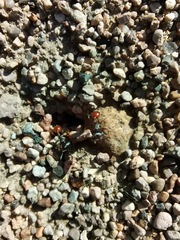Pogonomyrmex rugosus