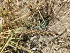 Cenchrus ciliaris