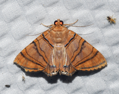 Eulepidotis inclyta
