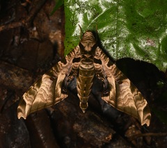 Protambulyx eurycles