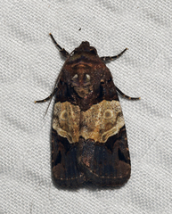 Hampsonodes naevia
