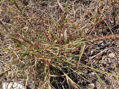 Cenchrus ciliaris
