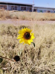 Helianthus annuus