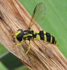 Xanthogramma stackelbergi