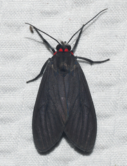 Episcepsis hypoleuca